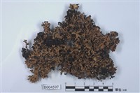 藏品(綿腹衣屬 )的圖片